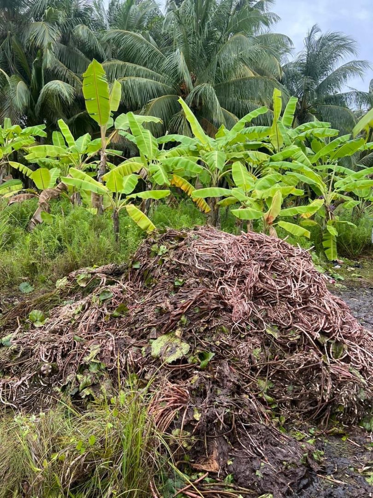 ފުވައްމުލަކުގެ ހިތްގައިމު 