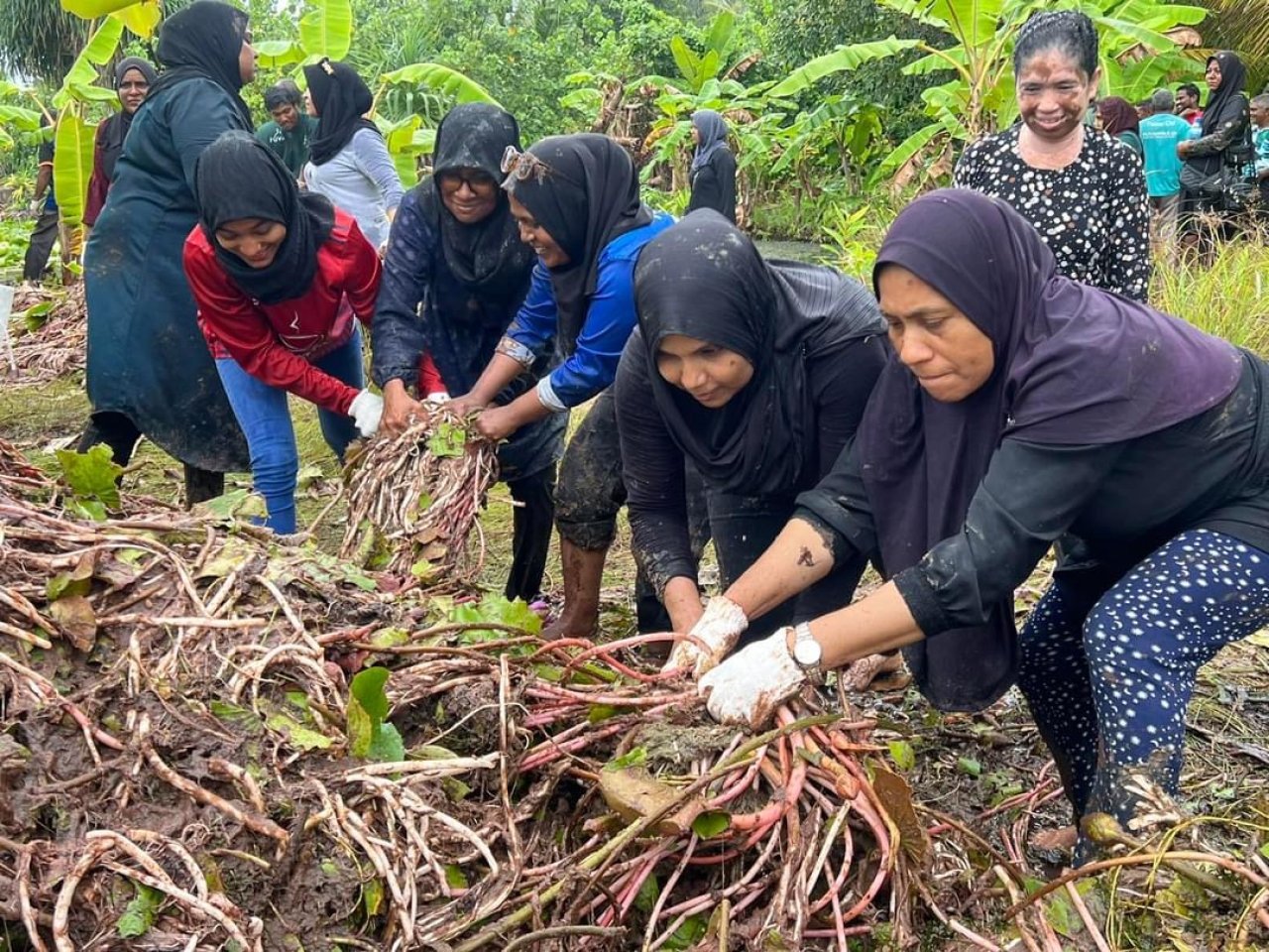 ފުވައްމުލަކުގެ ހިތްގައިމު 