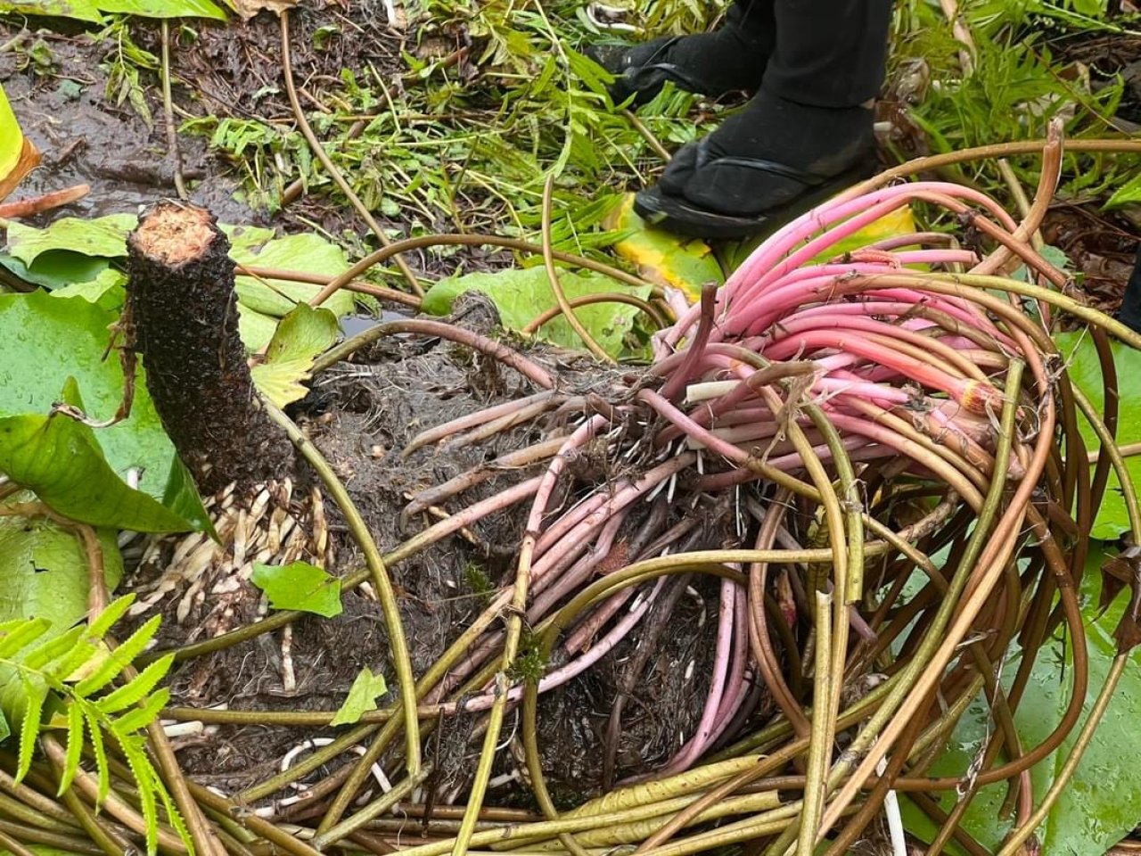 ފުވައްމުލަކުގެ ހިތްގައިމު 