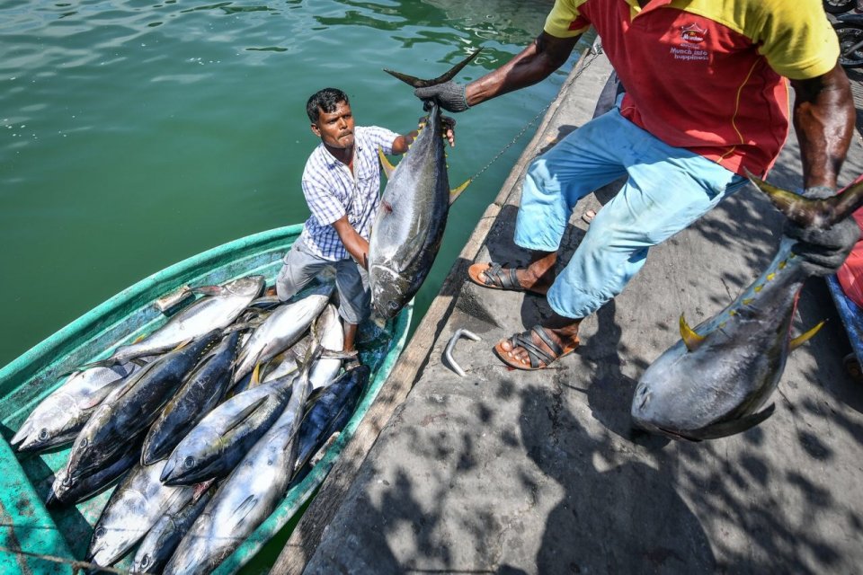 MIFCO in kandu oi gireegai alun mas bandhukoh dhenee