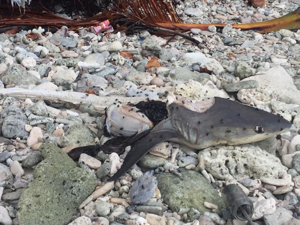 Fuvahmulaku go'dudhoshugai bayaku maraalaafaivaa oi miyareh!