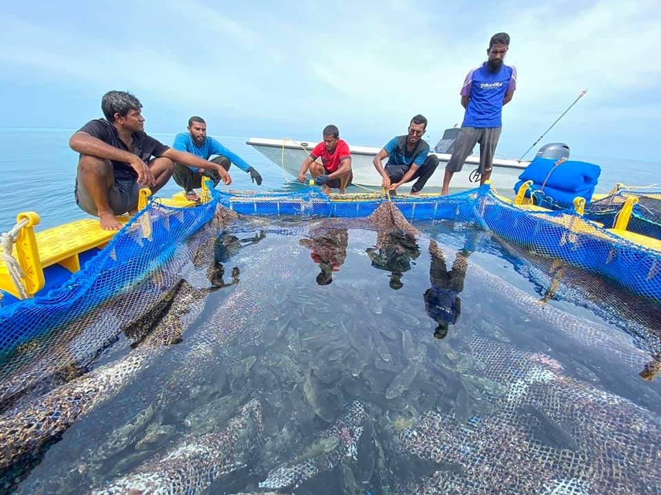 Mahibadhoo gai aalaa kuri faana thah Netherlands an fonuvanee