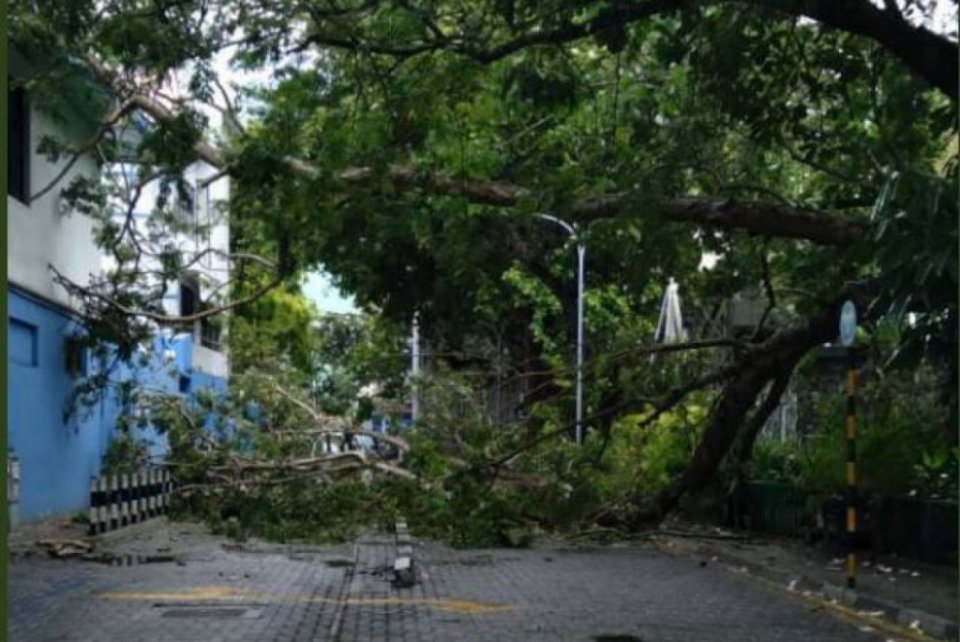 Bodu gaheh vetti Lily Magu bandhu vejje