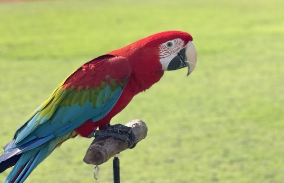 Gelligeh ulhey Macaw eh hoadhi faraathakah 25,000 rufiya ge inaameh