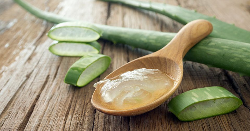 Aloe vera: Faidhaa libenee enme gothakah noon!