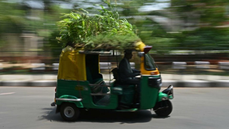 Kurolhi ehge furaalhugai maa bageecha eh, sababy varah thafaathu!