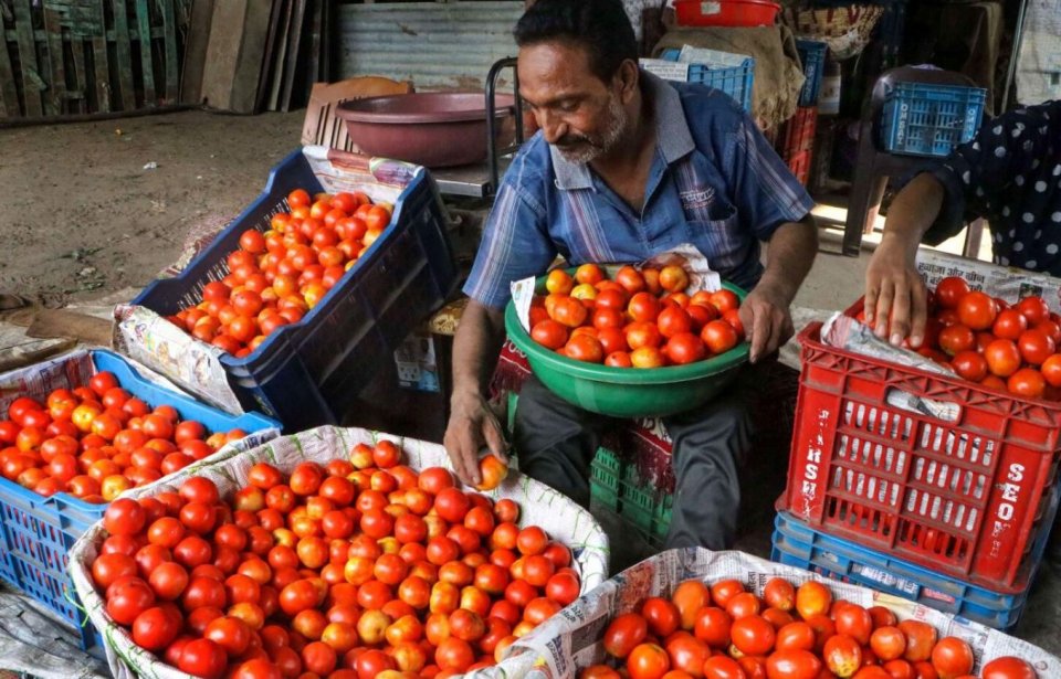30 dhuvas vandhen tomato vihkaigen millionaire akah!