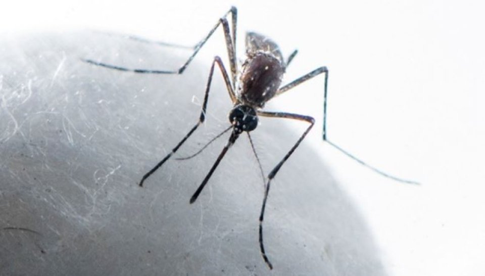 Dengue humuge sababun sihhathah dhaaimee gehlun libeytha?