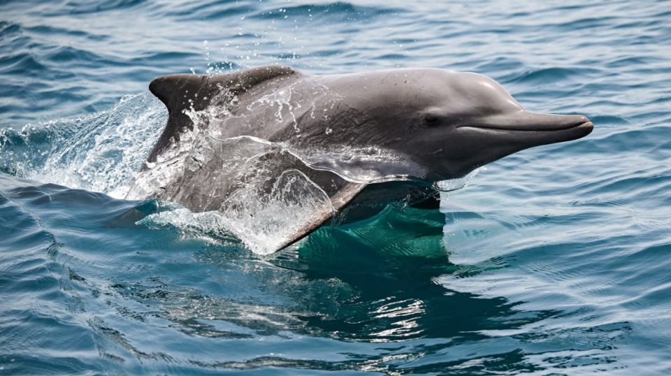 Iran - Israel hanguraama aa eku kandu adeege dhirun thakah nurahkaa vefai!