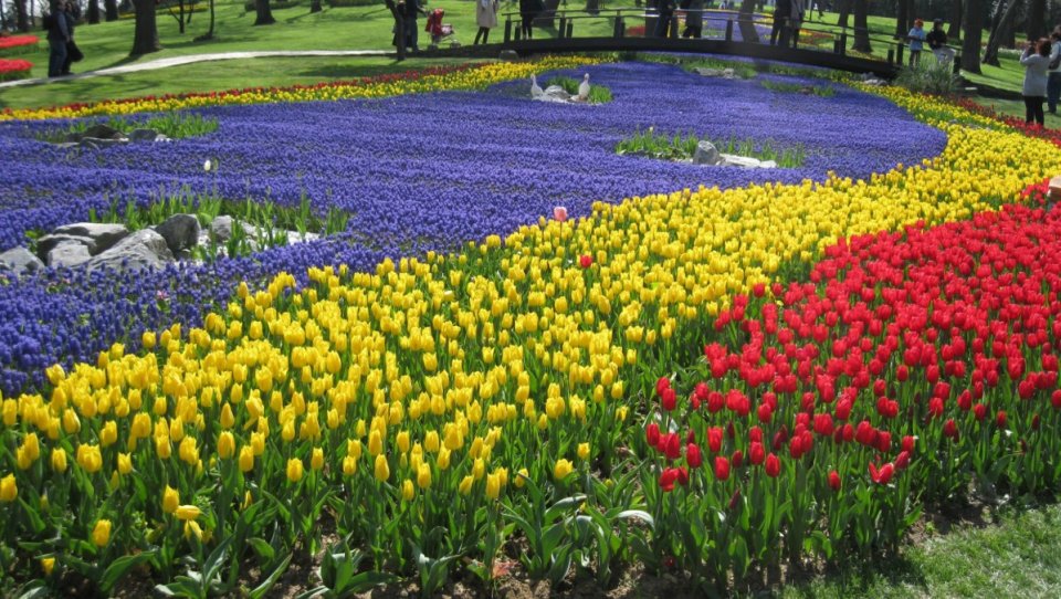 Millionakah vure tulip maa thakun Istanbul jaree kohlaa moosumeh!