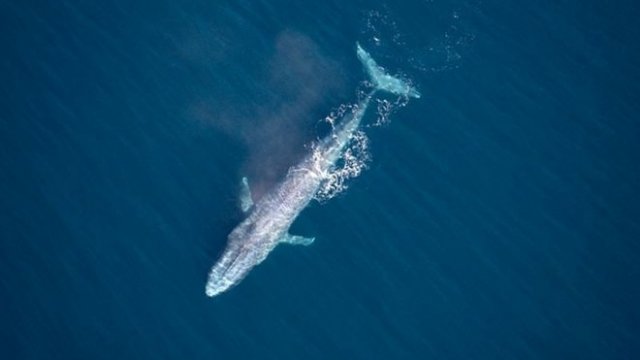 100 aharuge thereygai blue whale ehge 3 vana fenilun 