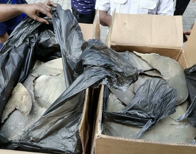 Update: Export kuran ulhenikoh athulaigathee "Enzi" ge miyaru uraha thakeh noon: Customs