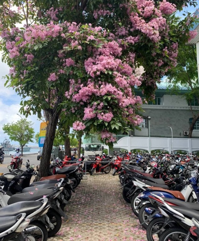 Hiygaimu kamun nubeleyvareh noon