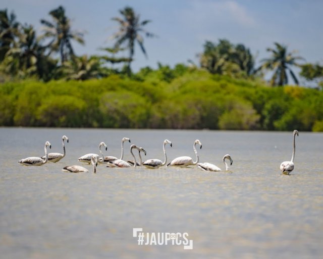 Gudugudaa dhooneege haalu dheravejje