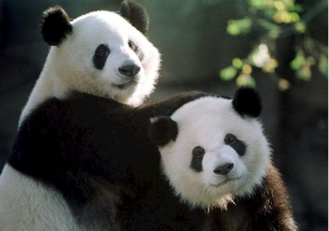Panda ge gothugai dhekkumah kuhthaa thakeh dye kuri massala eh hoonuvejje