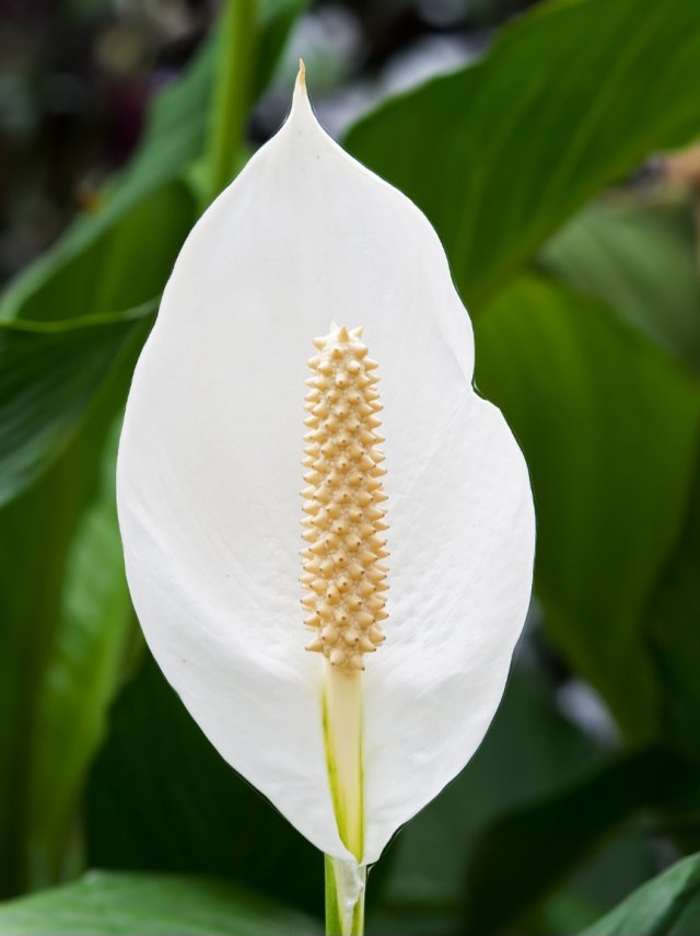 Peace Lily: geythere nala kohdhee, vai saafu kohdheyne hihgaimu gaheh