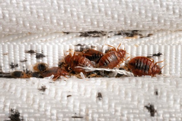 Bedbugs ginavaan dhimaavi sababu scienceverin kiyaidheefi