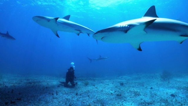 Miyaru manzileh ge gothugai Fuvammulah Netflix ge 