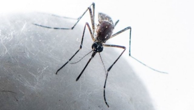 Dengue humuge sababun sihhathah dhaaimee gehlun libeytha?