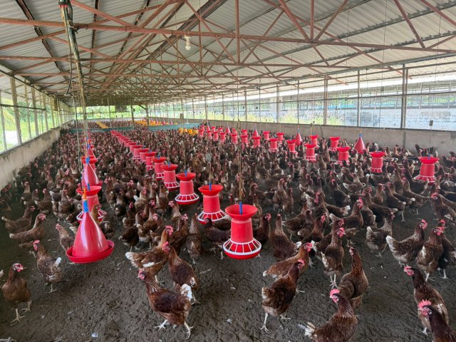 Theefaridhoo in genes thazaa mushi bis vikkanee