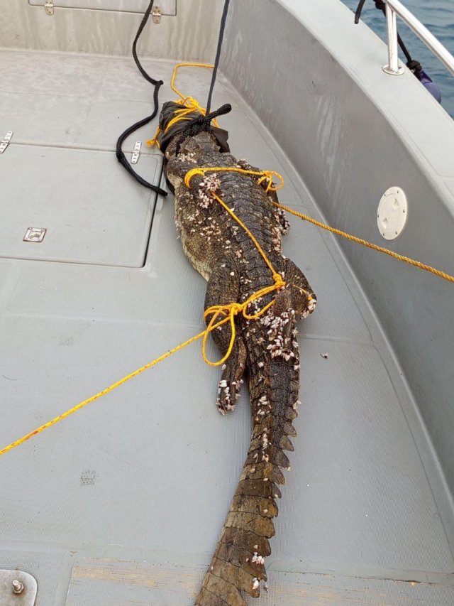 Guraidhoo kairin 6 foot ge kinbuleh hifaifi