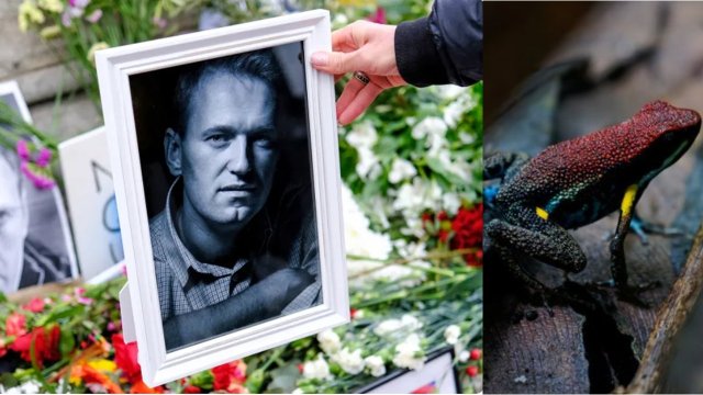 Russia ge idhikolhu leader Navalny avahaara kohlee viha eh dheegen kamah thuhumathu kohfi