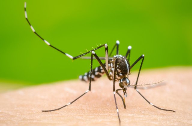 Dengue humuge nurahkaa bodu vanee, rahkaa ve thibihyyaa dhathuru!