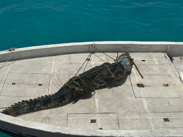 Lh. atholhu falhurashakun fenunu kinbuleh sifainnaa havaalu koffi