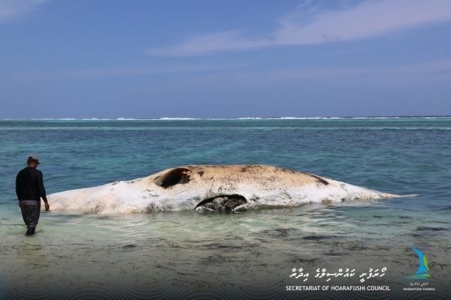 Hoarafushee farumahchah maruvefai oiy bodumahe lahgaifi