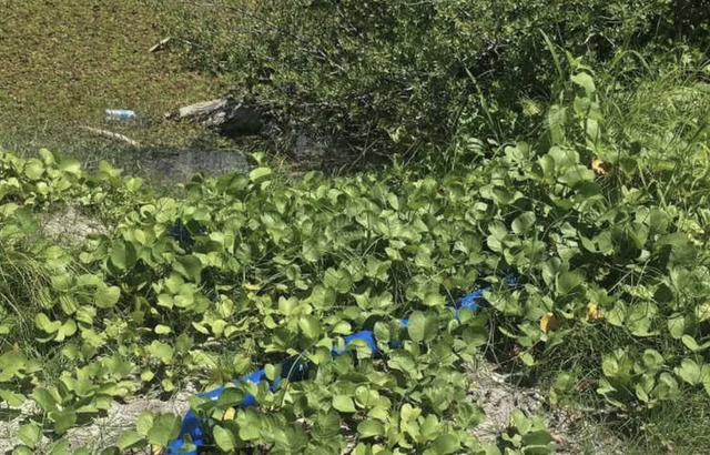 Kulhi ah chemical elhi kamah bune member Saudullah ge kunfuni joorimanaa koidheyn edhefi