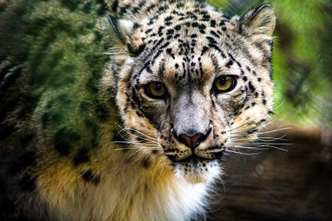 Zulehgai oi snow leopard eh ves covid ah positive vejje