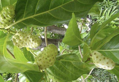 Ahivakun gina sihhee faidhaathakeh libidhey