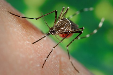 Dengue ge nurakkaa bodu, Samaalu vaan jehey!