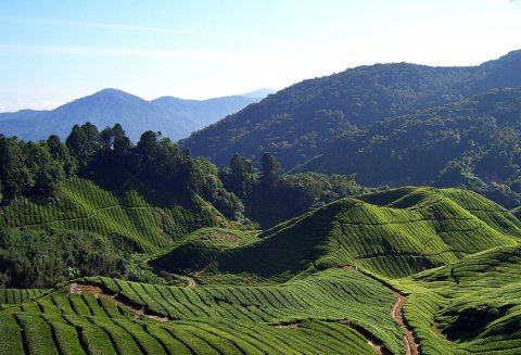 Malaysia ge Cameron Highlands ah dhiyaintha?