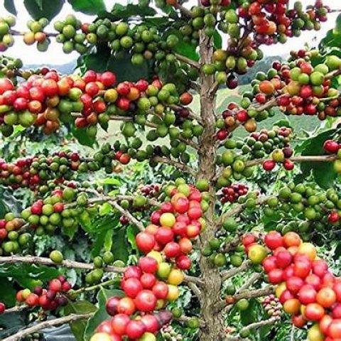 Arabica coffee ge meeru raha: coffee oshun joadah kuri dhathuru