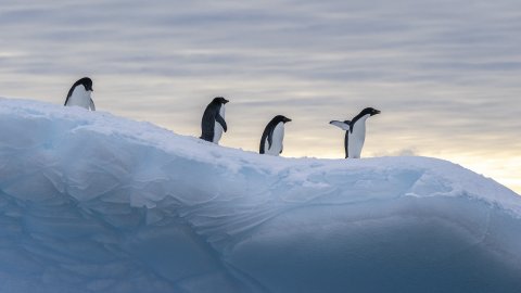 Antarctica gai 