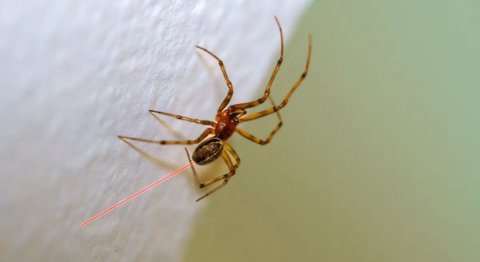 Mi makunu dhookuraa vaa hunnanee rai kulain dhillifai!