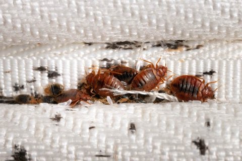 Bedbugs ginavaan dhimaavi sababu scienceverin kiyaidheefi