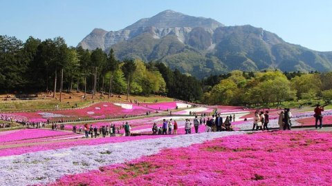Japan in mifaharu fenunee Cherry Blossoms eh noon, ekamaku hama ehaa hiyygaimu!