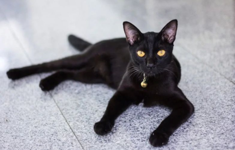 Magumathee ulhunu fageeru bulhalei millionaire akah?