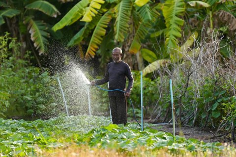 Dhanduverinnah dhookuraa loan ah hulhuvaalaifi