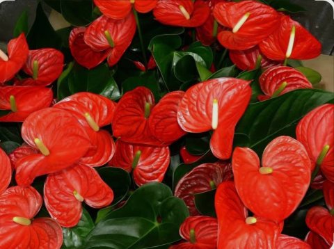 Anthurium ves vaisaafu kohdhey!