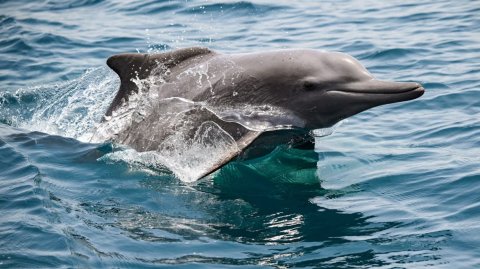 Iran - Israel hanguraama aa eku kandu adeege dhirun thakah nurahkaa vefai!