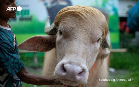 Trump aa vahtharu meegonu himaayaikoh zoo ah laifi