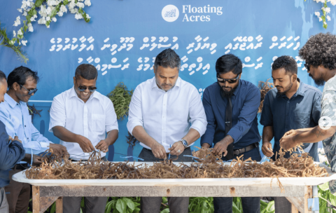Mahaku 63 tonne ge seaweed Raajje in export kurey: Fisheries Ministry